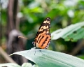 HELICONIDAE, Eueides